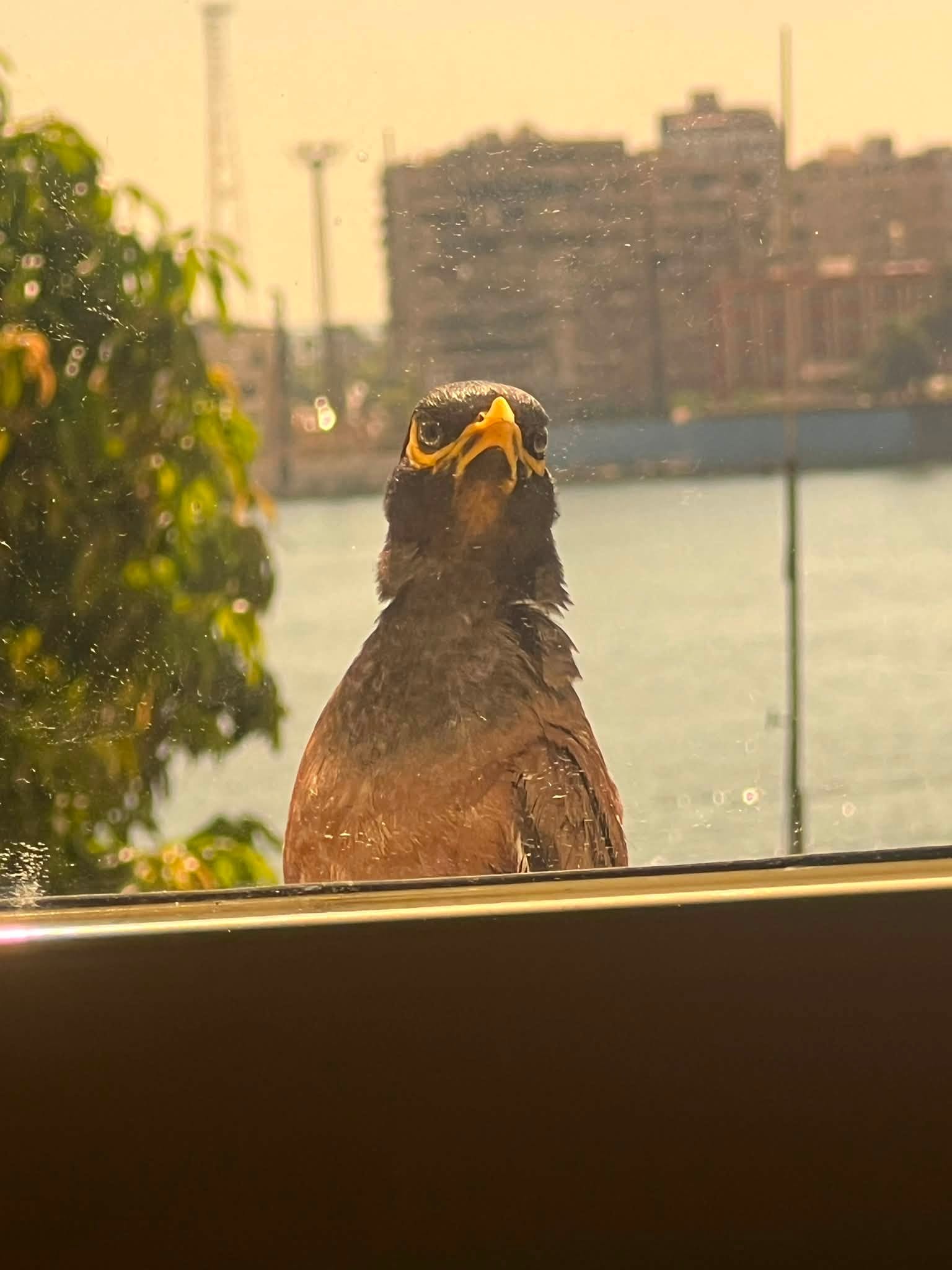 طائر المينا (صورة التقطها أحد السكان)